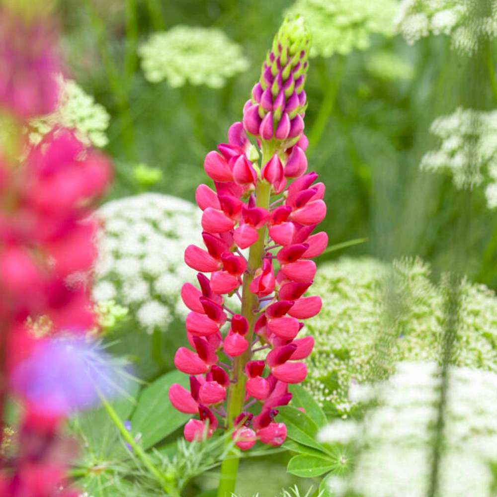 Lupin 'The Pages' (pink)